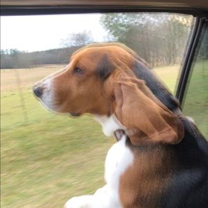 Meet your Posher, Wayne